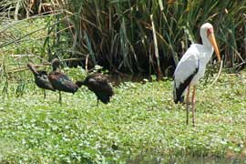 stork&ibis